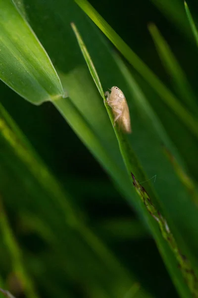 背景に緑の葦の上に垂直方向の昆虫のショット — ストック写真