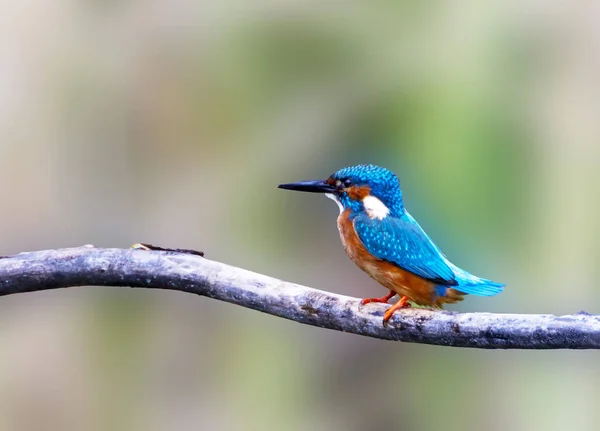 Closeup Shot Kingfisher Sitting Tree Branch — Stock Photo, Image