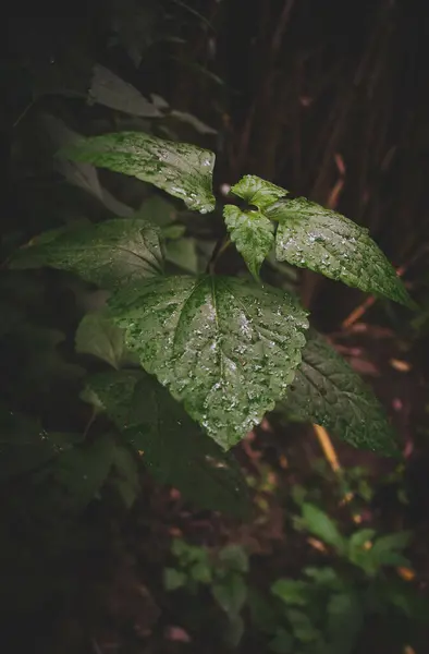 Plan Vertical Grandes Feuilles Vertes Humides Dans Forêt — Photo