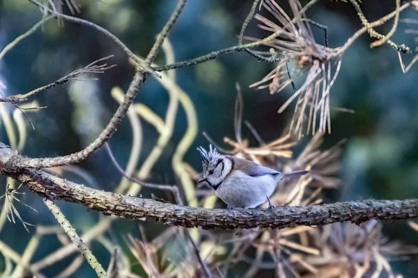 Selective Focus Crested Tit Bird Perching Tree Branch Blurred Background — 스톡 사진