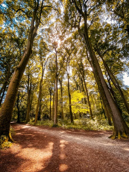 Güneşli Bir Sonbahar Ormanındaki Patikanın Dikey Görüntüsü — Stok fotoğraf