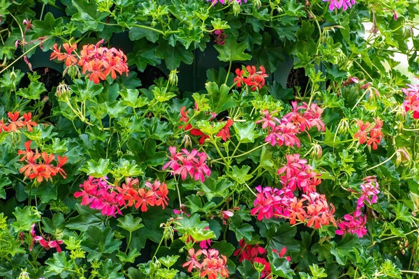 Vackra Rosa Pelargoner Blommor Trädgården — Stockfoto
