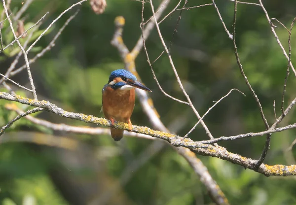 Tiro Perto Kingfisher Sentado Galho Árvore — Fotografia de Stock