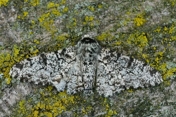 Închidere Formei Albe Moliei Piperate Biston Betularia Aripi Deschise Bucată — Fotografie, imagine de stoc