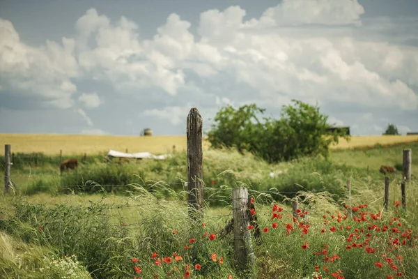 牧場内の赤い花や木の柱の風景 — ストック写真
