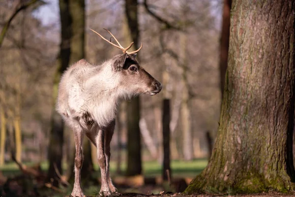 Een Close Opname Van Een Rendier Een Bos Een Wazige — Stockfoto