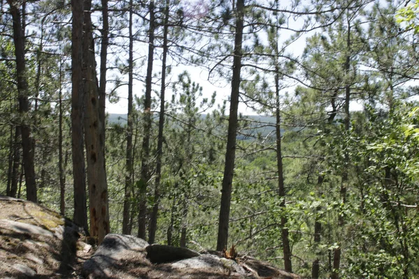 Bosque Verde Bajo Cielo Azul Parque Provincial Algonquin Canadá —  Fotos de Stock