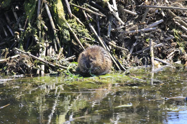 Rat Musqué Ondatra Zibethicus Assis Sur Rive Rivière Grand Ontario — Photo