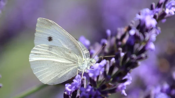 정원에 자주색 라벤더 바탕의 나비의 — 스톡 사진