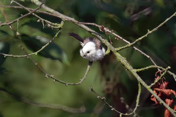 Closeup Shot Long Tailed Tit Sitting Tree Branch — Photo