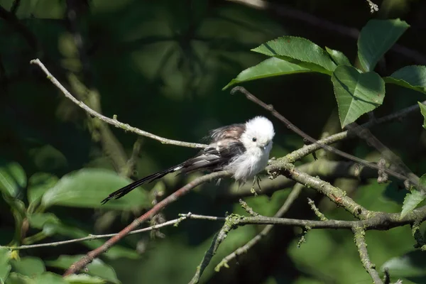 Closeup Shot Long Tailed Tit Sitting Tree Branch — Fotografia de Stock