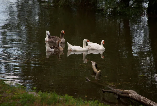 Belo Tiro Quatro Patos Nadando Água Reflexiva — Fotografia de Stock