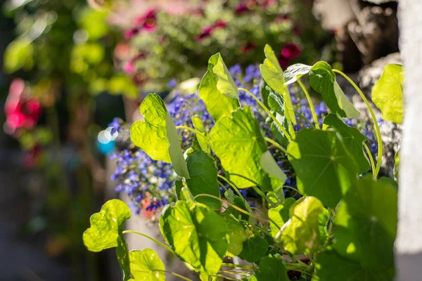 Tiro Closeup Das Folhas Verdes Uma Planta Com Flores Potted — Fotografia de Stock