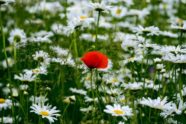 Closeup Shot Red Poppy Field Surrounded Daisies — Stock Photo, Image