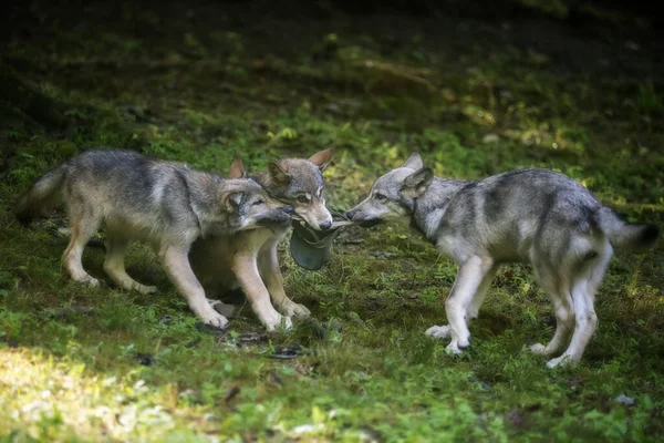 Three Young Wolves Wrestling Playing Green Grass — Stock Photo, Image