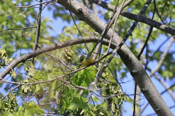 Ein Tiefflug Eines Vogels Auf Dem Baum — Stockfoto