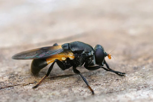 Nahaufnahme Einer Selten Fotografierten Schwebfliegenart Myolepta Dubia — Stockfoto