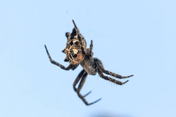 Hög Vinkel Närbild Skott Stor Arachnid Ljusblå Bakgrund — Stockfoto