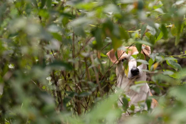 Cão Vadio Marrom Olhando Para Câmera Escondida Pelos Arbustos — Fotografia de Stock