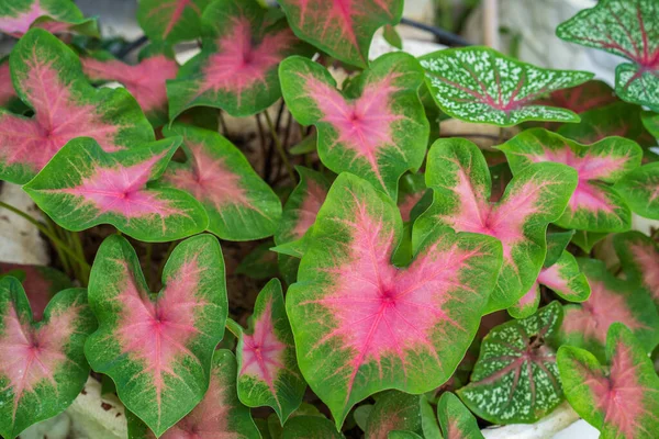 Sebuah Gambar Closeup Merah Muda Dan Hijau Caladium Taman — Stok Foto