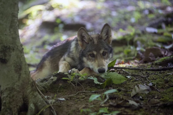 一只可爱的小狼躺在树林里的树干旁边 — 图库照片