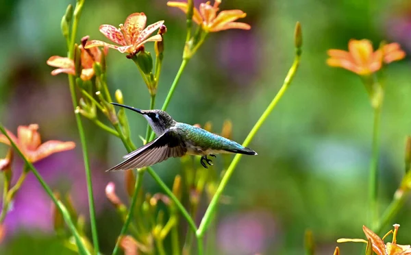 Piccolo Colibrì Che Vola Campo — Foto Stock