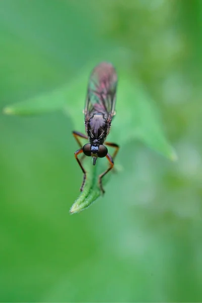 Close Vertical Uma Mosca Ladra Pernas Listradas Dioctria Hyalipennis Contra — Fotografia de Stock