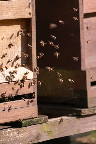 Vertical Shot Bees Flying Beehive Blurred Background — Φωτογραφία Αρχείου