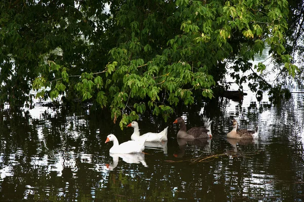 Una Hermosa Toma Cuatro Patos Nadando Agua Reflectante Bajo Las —  Fotos de Stock