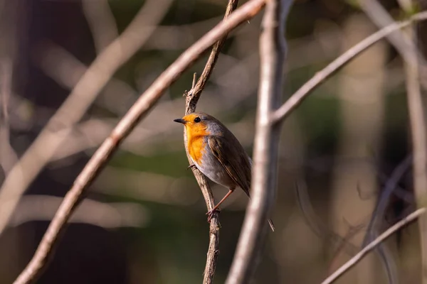 Close Robin Europeu Empoleirado Galhos Árvore Fundo Embaçado — Fotografia de Stock