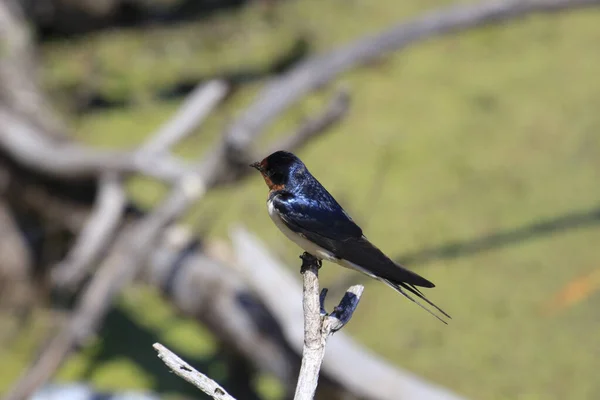 Closeup Shot Bird Tree — Stock Photo, Image