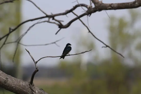 Ein Tiefflug Eines Vogels Auf Dem Baum — Stockfoto