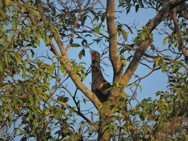 Ένα Χαριτωμένο Πουλί Cauca Guan Σκαρφαλωμένο Ένα Δέντρο Μια Ηλιόλουστη — Φωτογραφία Αρχείου