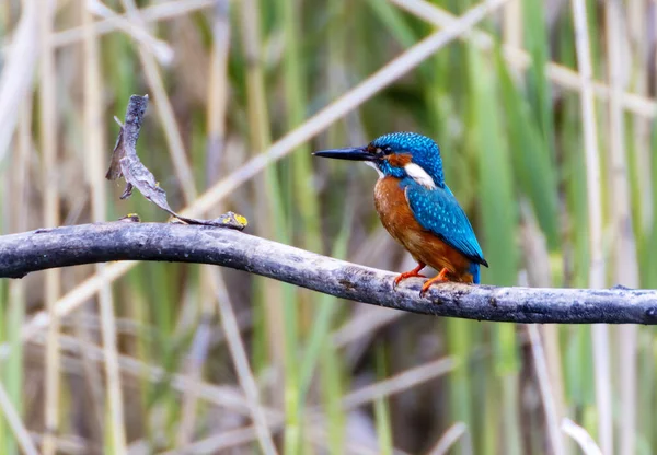 Bir Kingfisher Ağaç Dalında Oturduğu Yakın Plan Bir Fotoğraf — Stok fotoğraf