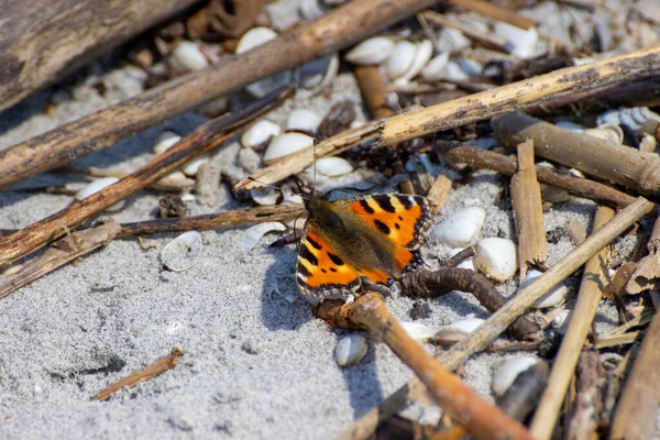 Ein Ausgewählter Schwerpunkt Eines Orangefarbenen Schmetterlings Der Auf Einem Strauß — Stockfoto