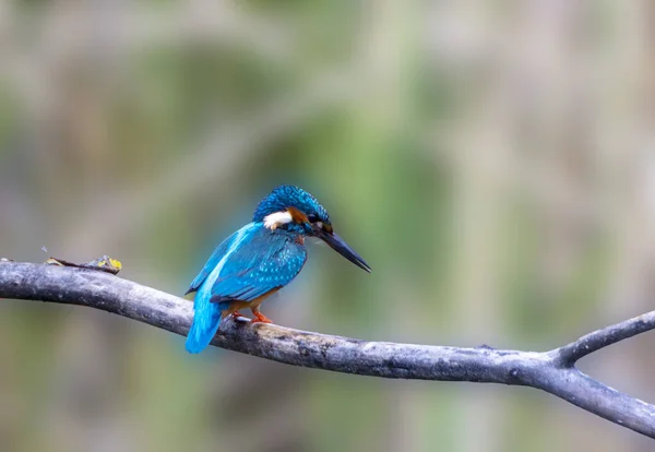 Обыкновенный Зимородок Alcedo Atthis Ветке Дерева — стоковое фото