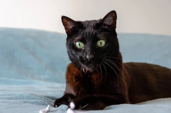 Närbild Skott Söt Svart Katt Med Gröna Ögon Spelar Säng — Stockfoto