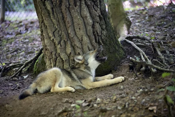 Roztomilý Mladý Vlk Ležící Vedle Kmene Stromu Lese Vytí — Stock fotografie