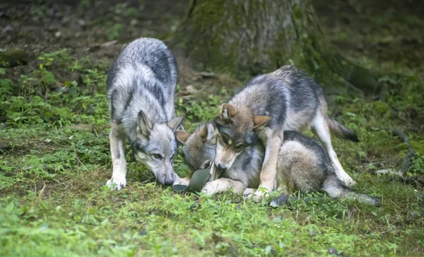 Trois Jeunes Loups Luttent Jouent Sur Herbe Verte — Photo