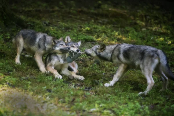 Three Young Wolves Wrestling Playing Green Grass — Stock Photo, Image