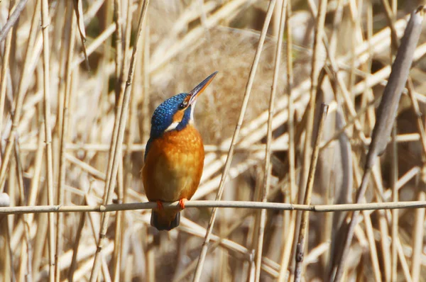 Спільний Царевбивця Alcedo Atthis Ріді Гайльбронні Німеччина — стокове фото