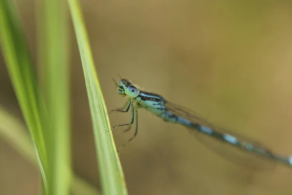 Ett Makro Skott Jungfru Ett Grönt Löv Mot Suddig Bakgrund — Stockfoto