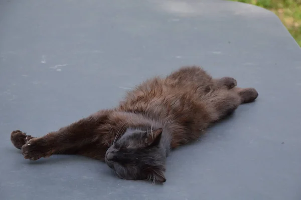 Een Slapende Kat Een Grijs Oppervlak Buiten — Stockfoto