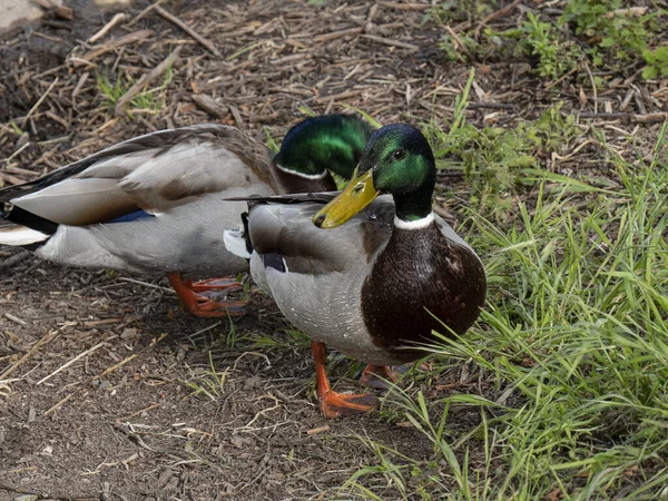 Eine Nahaufnahme Von Wildenten — Stockfoto