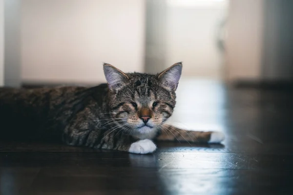 目のない小さなタビーの盲目の猫と床に寝そべっている白い芝生 — ストック写真