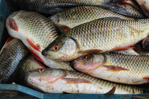 Uma Pilha Peixe Tigre Africano Fresco Num Mercado — Fotografia de Stock