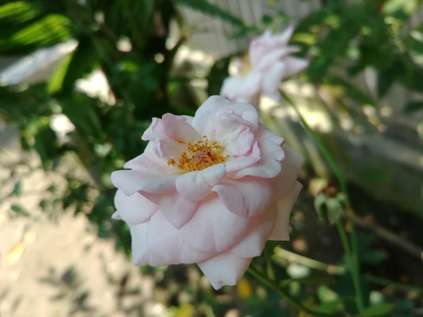 Primer Plano Una Delicada Rosa Tierra Blanca Rosa Spithamea Jardín — Foto de Stock