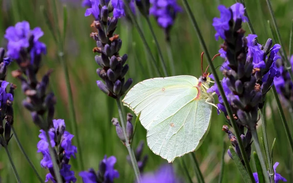 Eine Nahaufnahme Eines Grüngeäderten Weißen Schmetterlings Der Auf Einem Englischen — Stockfoto