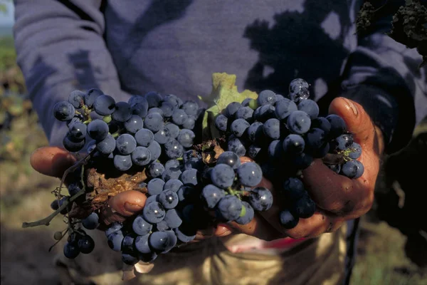 Close Mãos Trabalhador Agrícola Segurando Uvas Recém Colhidas Uma Vinha — Fotografia de Stock