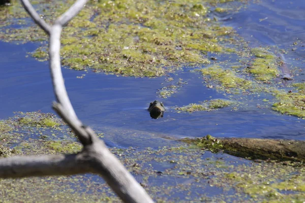 Gros Plan Une Tortue — Photo